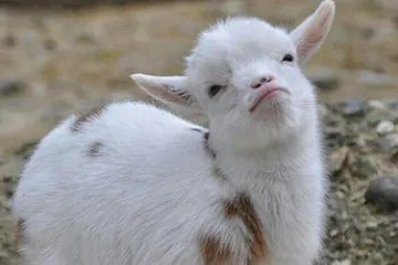 Four images of a baby goat with a smug expression.