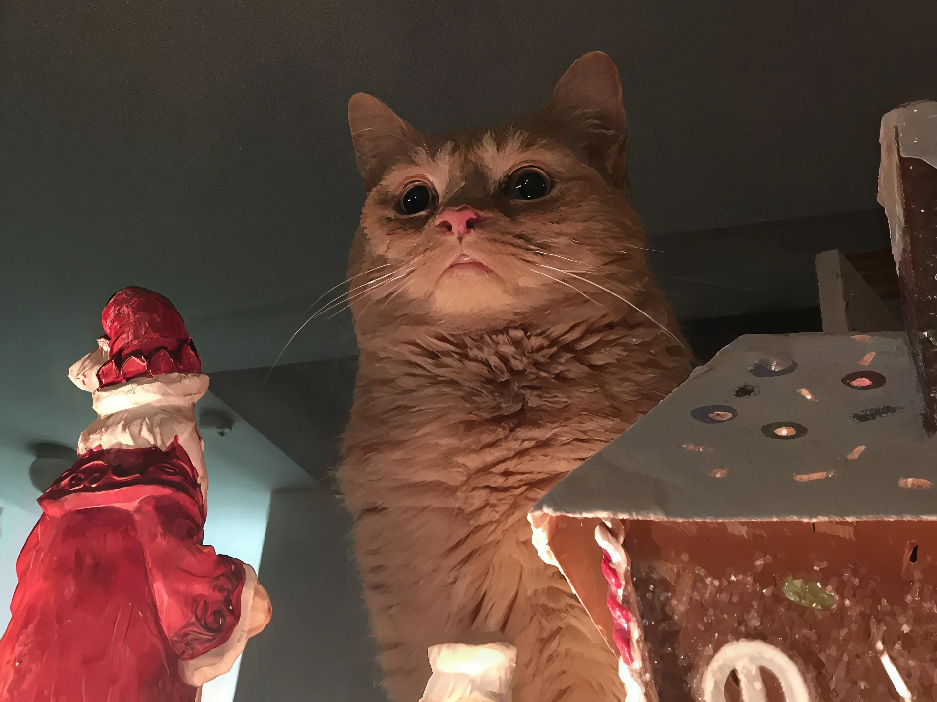 A ginger cat with a serious expression looking down, surrounded by Christmas decorations.