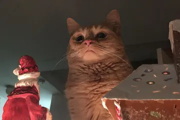 A ginger cat with a serious expression looking down, surrounded by Christmas decorations.