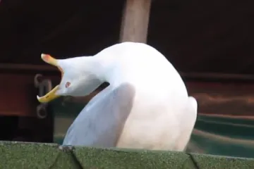 Seagull inhaling and screaming in four-panel sequence