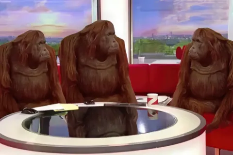 Three orangutans sitting on a red sofa in a TV studio setting.