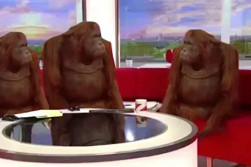 Three orangutans sitting on a red sofa in a TV studio setting.